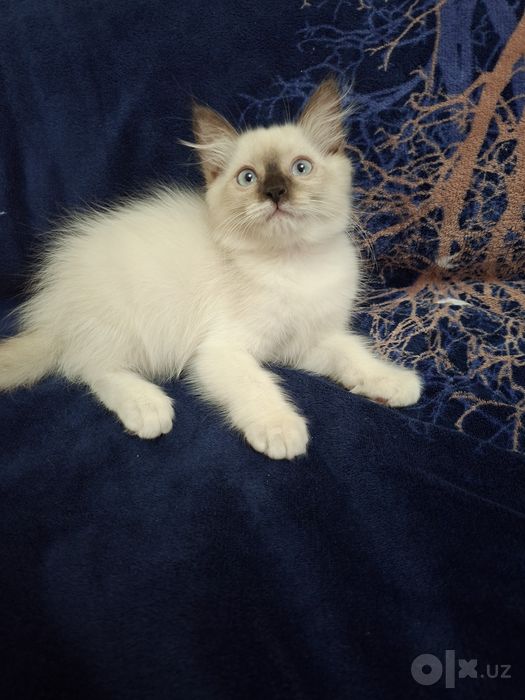 Ragdoll zotli mushuk sotiladi
