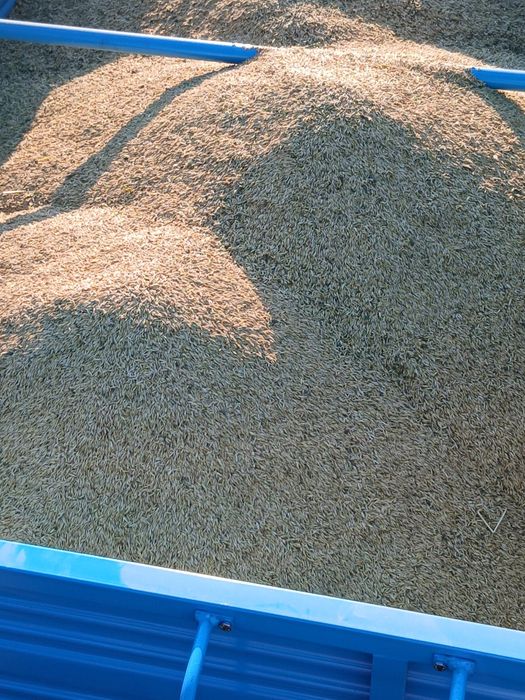 Ovaz de primavara porumb stiulete