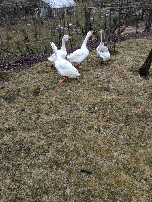 Продавам  тулунски гъски