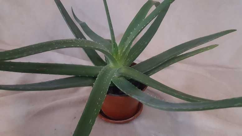 Aloe Vera (barbadensis) pentru uz terapeutic (planta are 5 ani)