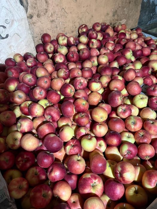 Яблоки с домашнего сада