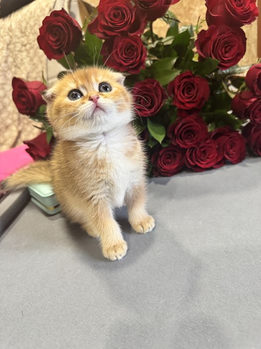 Продается шиншилла голд