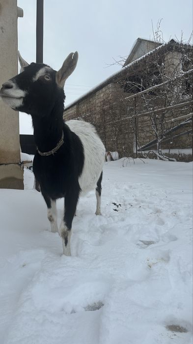 Ешкі.   сатылады