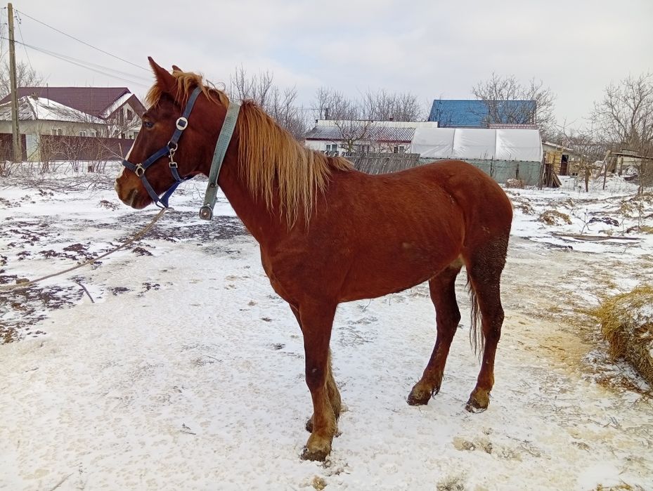 Iapă de 4 ani cuminte