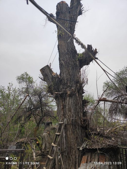 Спил. Пилим деревя