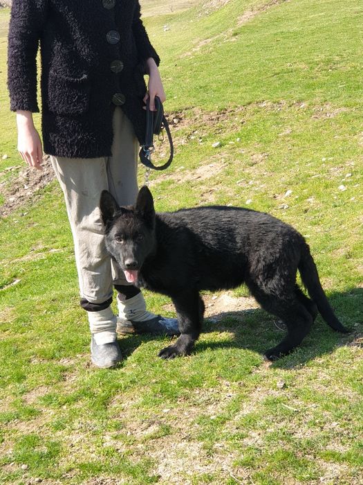 Немецкая овчарка