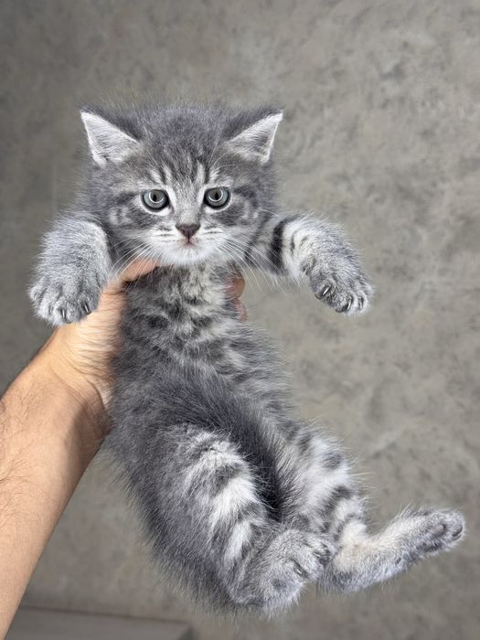 Scottish Fold mushukchalar sotiladi
