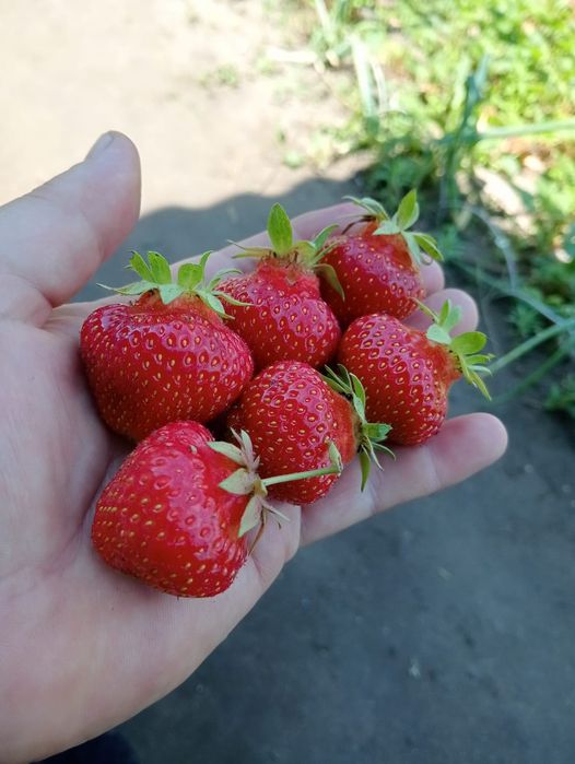 Продам дачу 28 маршрут
