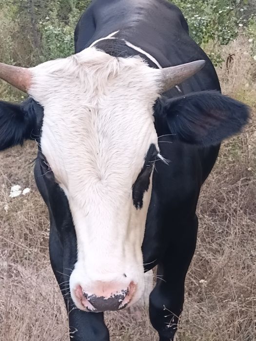 Doi taurasi de vânzare