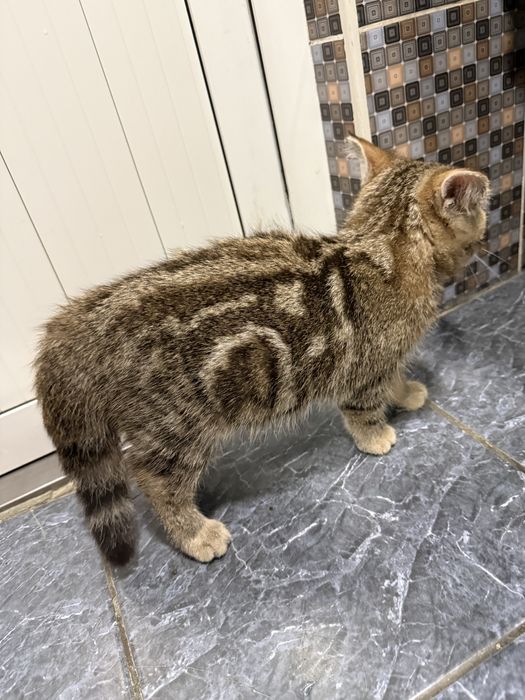 Seribristiy shinshila bilan zalatoy shinshila bolalari