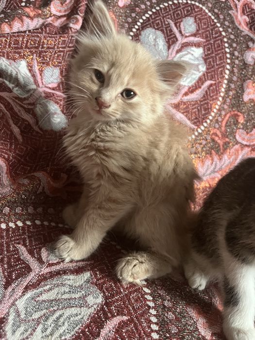 Отдам котят в добрые руки