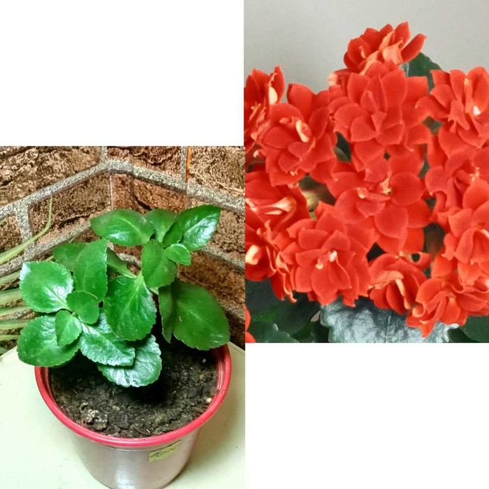 Продам. Каланхоэ декоративное .