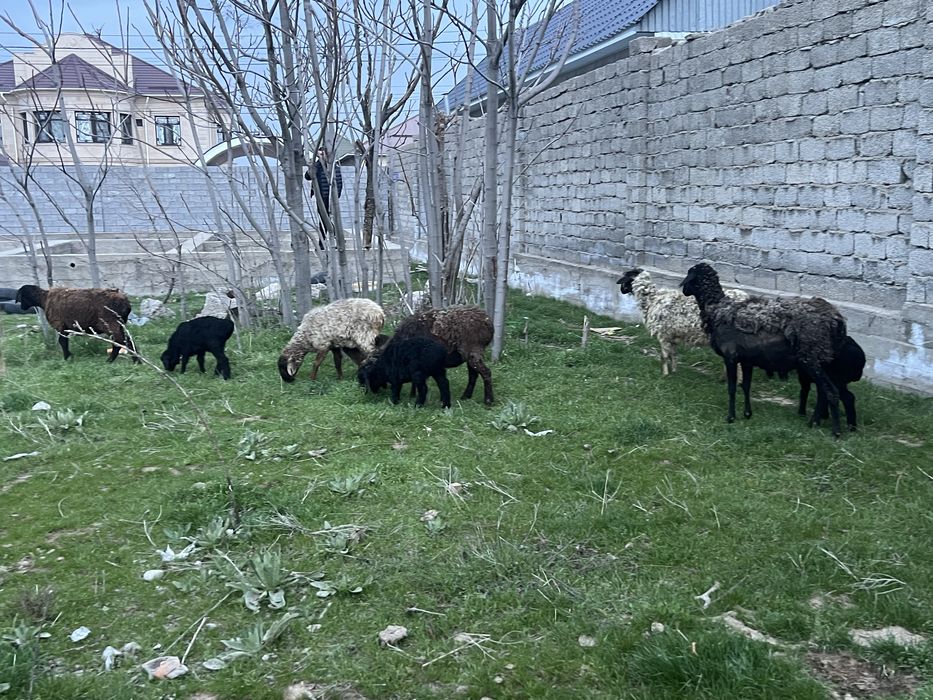 Кой 5 бас козысымен