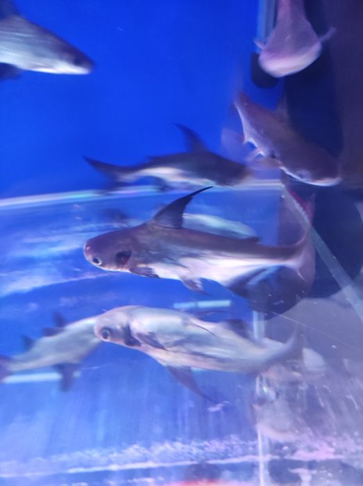 Baliq magazin akula siyamiski