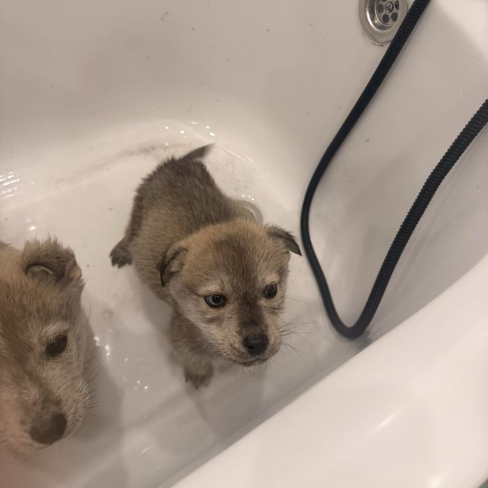 Отдам щенков Лабски