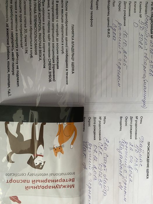 Продаю бельгийскую овчарку