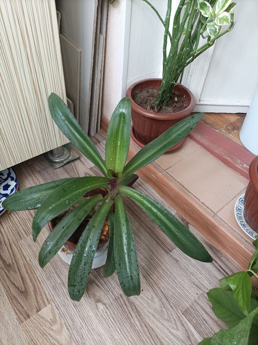 Цветок РЭО комнатный