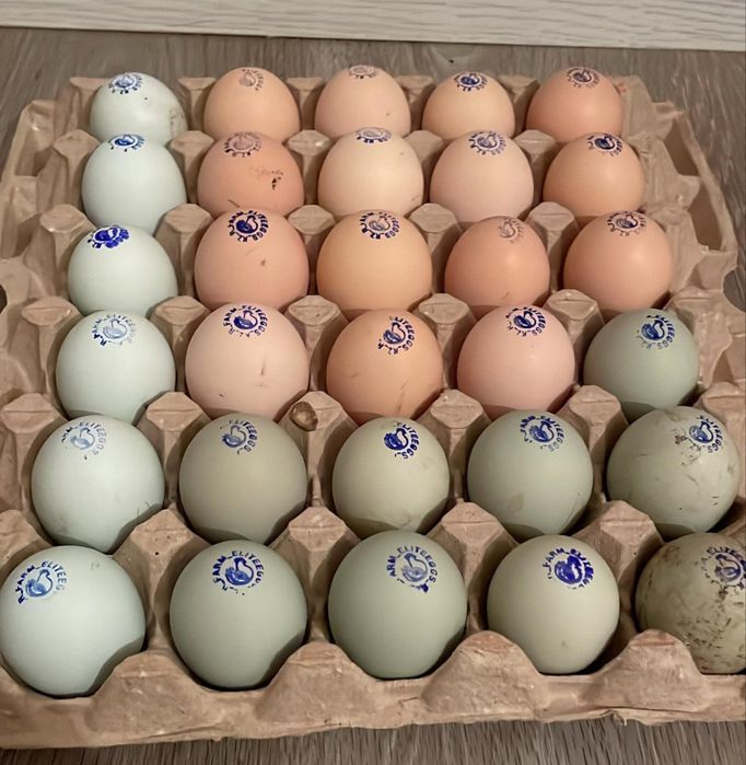 Инкубационные яйца разных пород