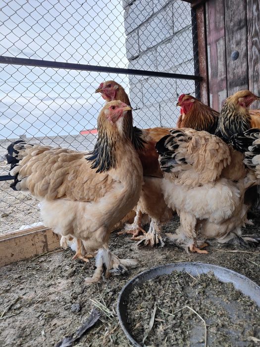 Барам тауықтарды сатамын