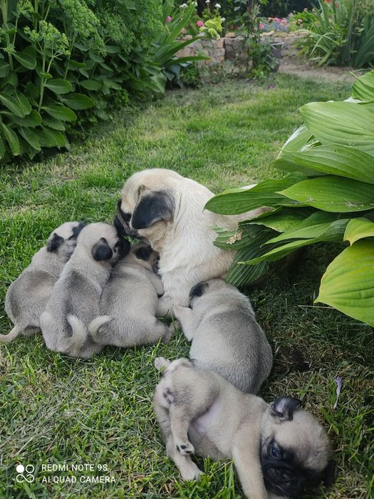 Продам щенков мопсиков