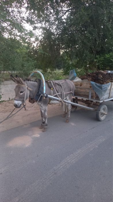Продам ишака.