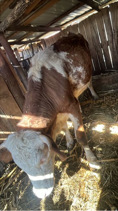 Vand juninca baltata romaneasca