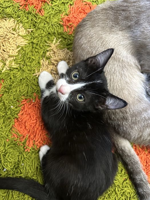 Отдам котят в хорошие руки