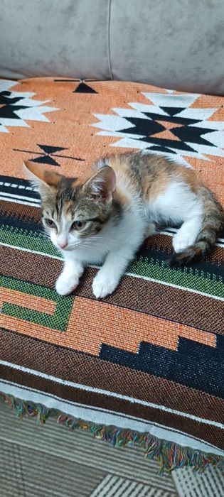 Котята в хорошие руки