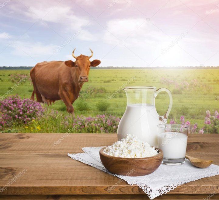 Сиыр сүті сатылады. Коровье молоко.