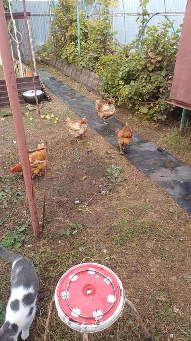 Продам кур несушки