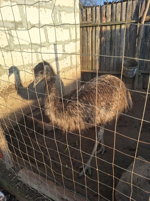 Pereche struți emu