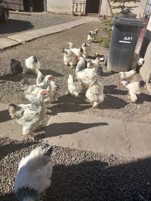 Oua brahma pt.incubat,si tineret