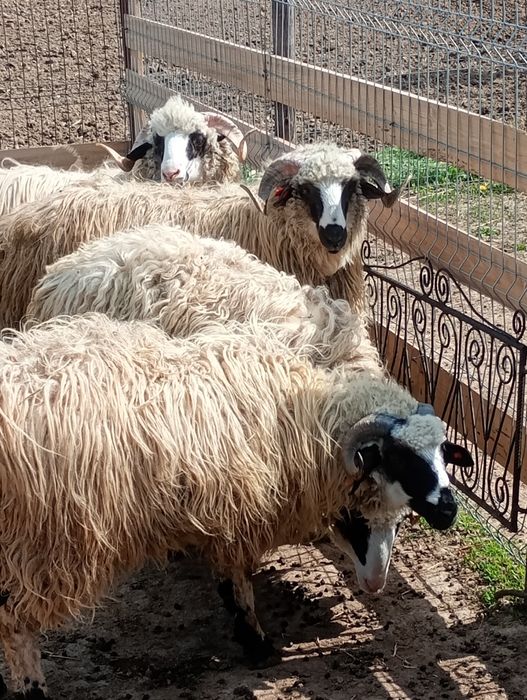 Mioare și berbeci de anul trecut de vânzare de anul trecut din primăvară și din toamna 2025