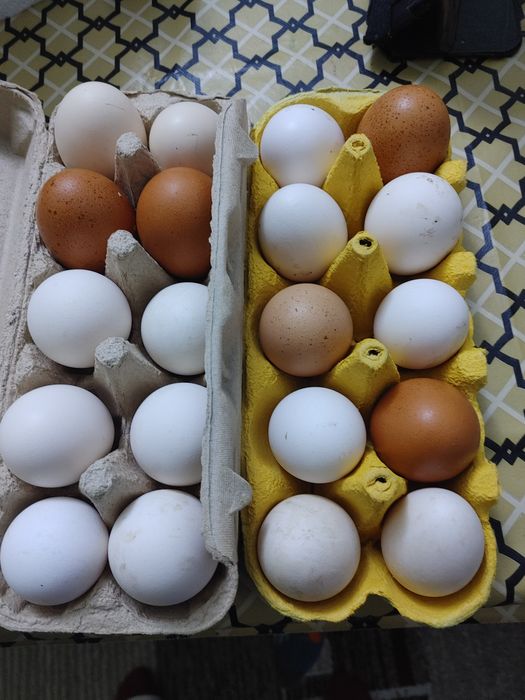 Oua de gaina de tara