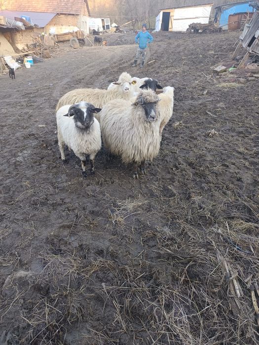De vânzare 3 noatine breze și 3 oi