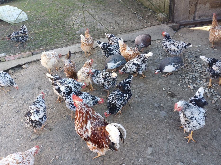 Vând ouă pita pinta austriana