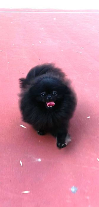 Померан Момичета с Родословие FCI