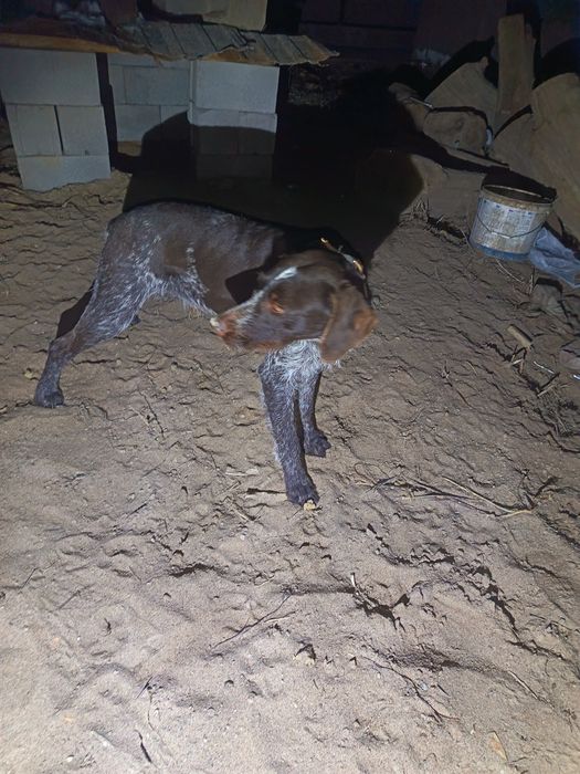 Продам чистокровную дратхар