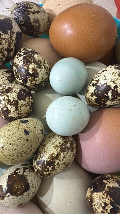 Инкубационное яйцо Селадона