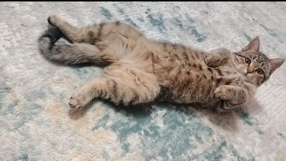 Отдам в добрые руки кошку