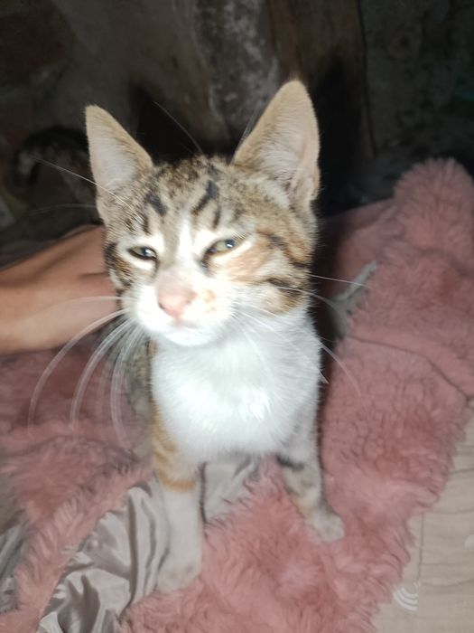 Подарявам малки котета