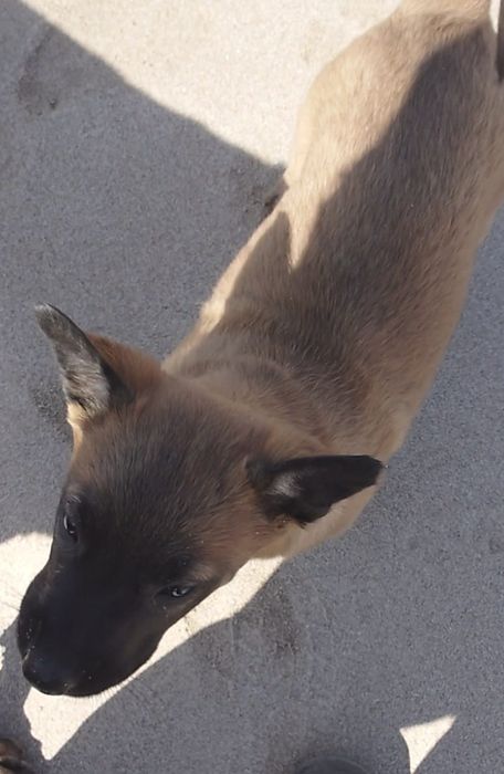 Продаётся щенок бельгийской овчарки