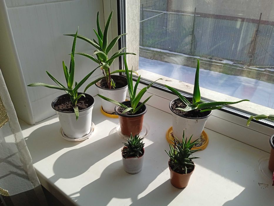 Комнатные и садовые цветы