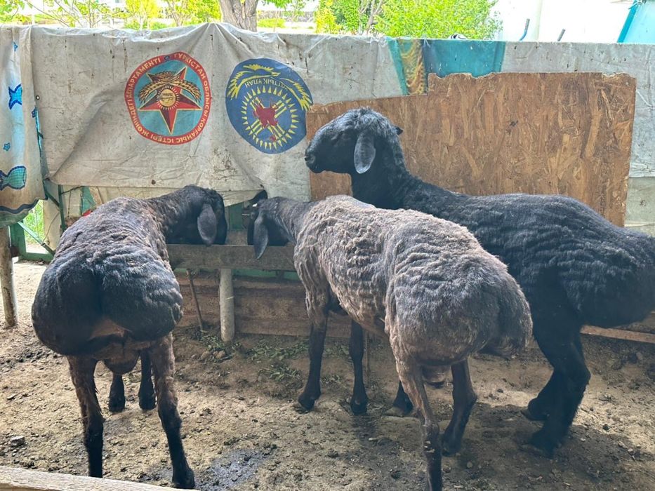 Бараны домашние продаются