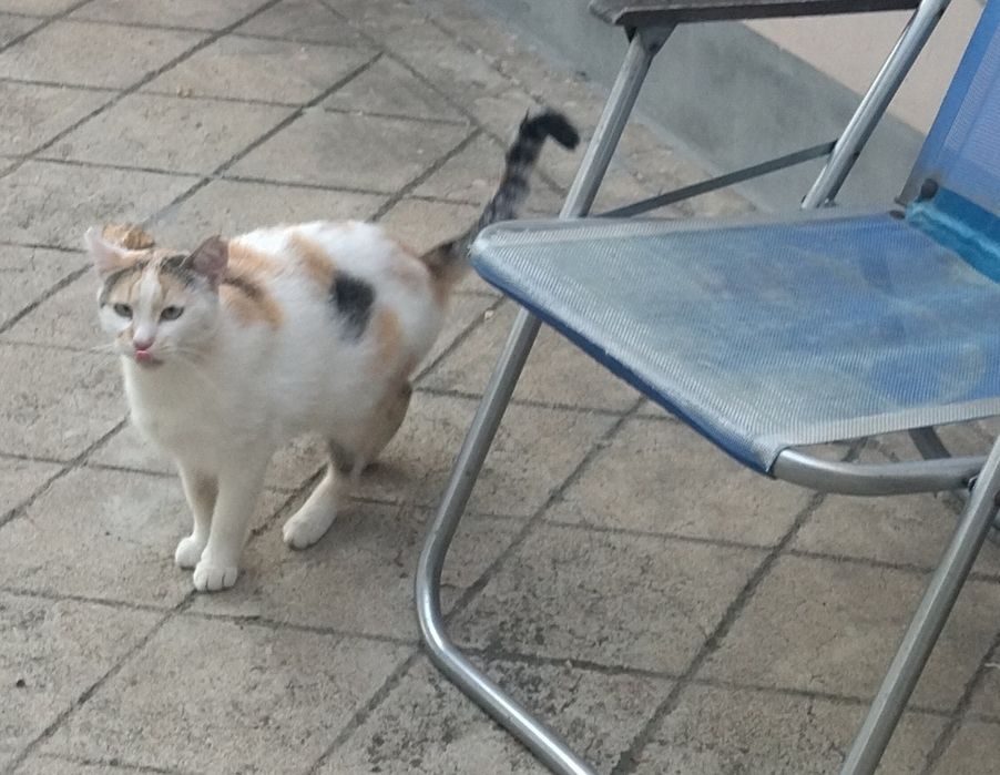 Подарявам двуцветно коте