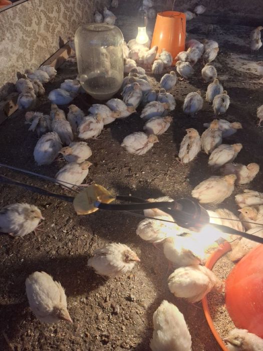 Bedana jojalari sotiladi !!!