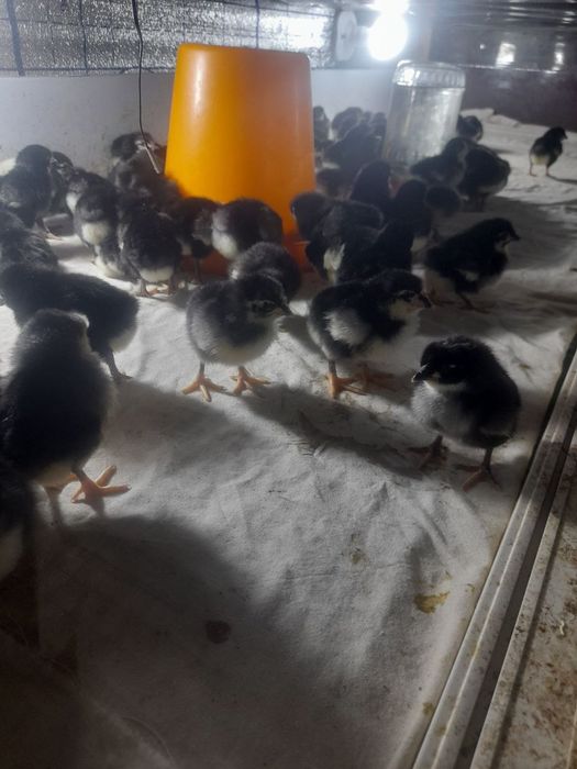 Andijon Qora tovuq jõjasi