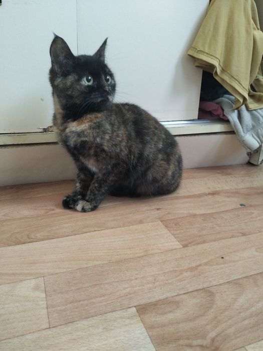 Котёнок в добрые руки!