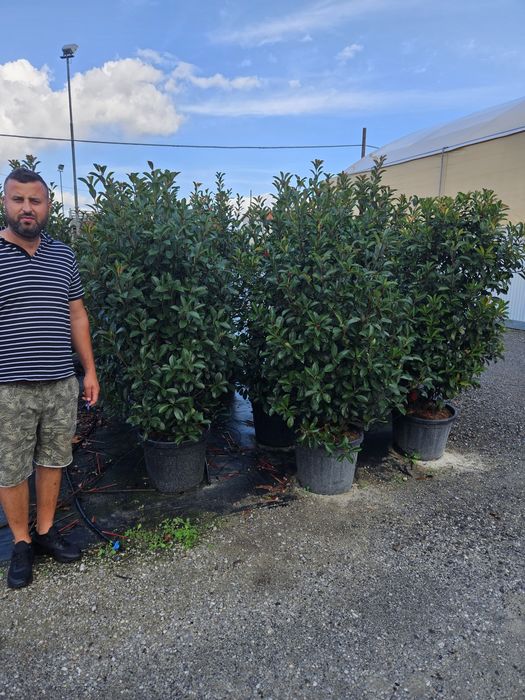 Fhotinia red Robin toate dimensiunile