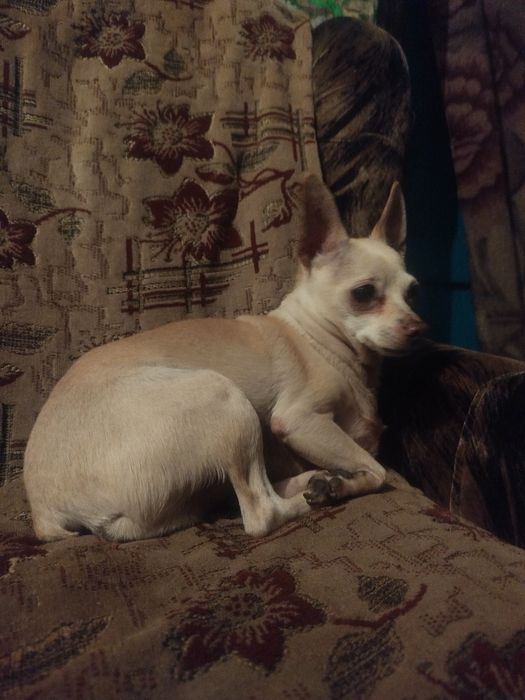 Собака, чихуахуа